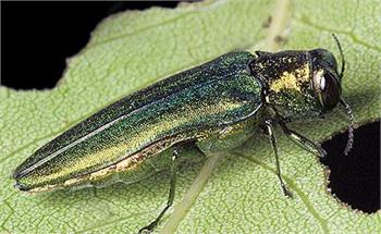 Emerald Ash Borer