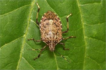 Asian stink bug invades Southern Ontario