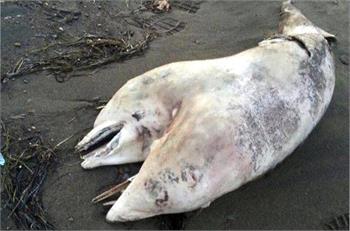 Two-headed dolphin washes up on Turkish beach