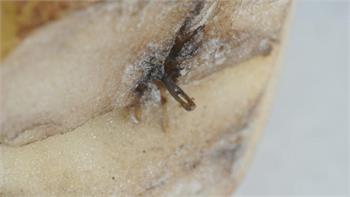 Needle found inside potato purchased in Ottawa