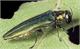 Emerald Ash Borer