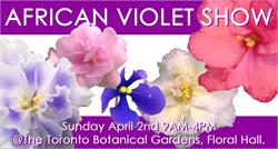 Toronto African Violet Society and Toronto Gesneriad Society Shows