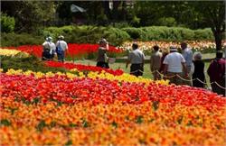 Canadian Tulip Festival