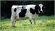 Cows’ farts and burps cause explosion in Rasdorf, Germany