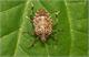 Asian stink bug invades Southern Ontario