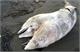 Two-headed dolphin washes up on Turkish beach