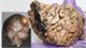بررسی بقايای مغزی مربوط به بيش از دو هزار و ۵۰۰ سال پيش